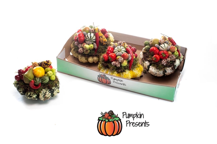 <h4>CUCURBITA PEPO</h4>