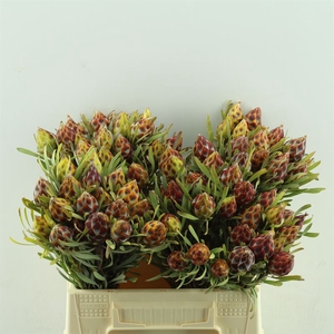 Leucadendron Rubrum Plumosum