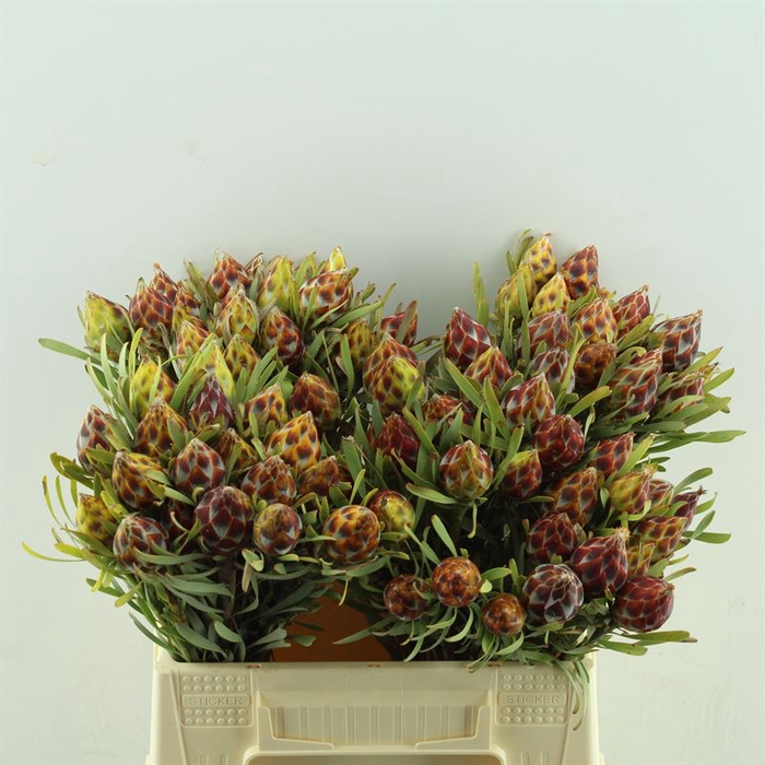 <h4>Leucadendron Rubrum Plumosum</h4>