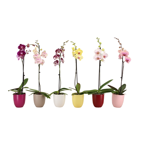 <h4>Hugo Paradise Mix Phal Mix 1T9+</h4>