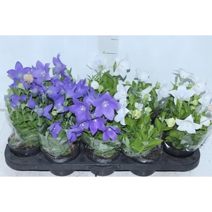 PLATYCODON P11 VARIADO