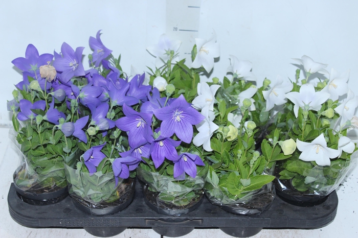 <h4>PLATYCODON P11 VARIADO</h4>