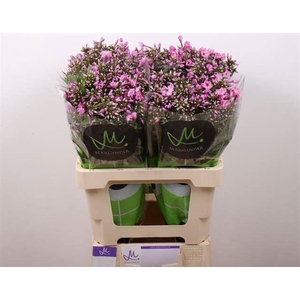 PHLOX PINK EYES