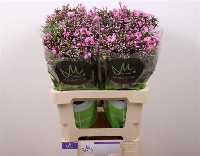 <h4>PHLOX PINK EYES</h4>