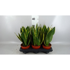 Sansevieria  'Star Canary'