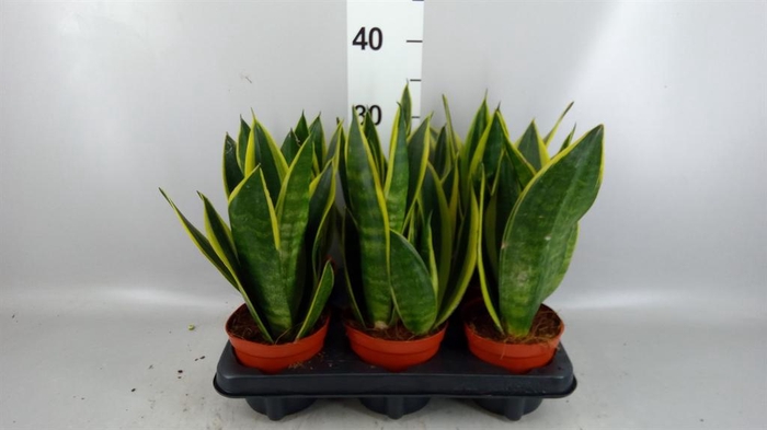<h4>Sansevieria  'Star Canary'</h4>