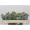 Oxypetalum Tweedia Blue