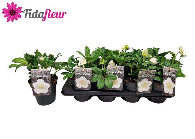 <h4>HELLEBORUS ADVENT STAR P13 4+</h4>