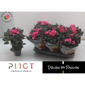BEG HL ADONIA PINK