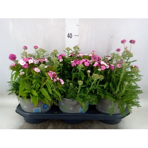 Vaste pltn   ...mix in pot [Perenni