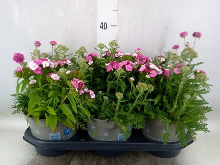 <h4>Vaste pltn   ...mix in pot [Perenni</h4>