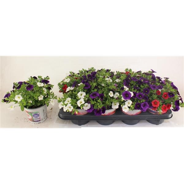<h4>Calibrachoa Aloha Kona Hawaiian Country gemengd</h4>