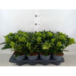 Skimmia jap. 'White Globe'