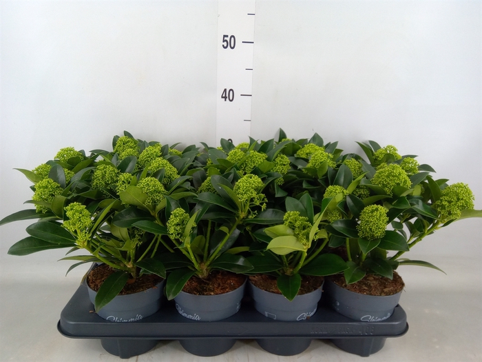 <h4>Skimmia jap. 'White Globe'</h4>