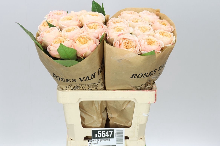 <h4>Rosa Garden Harper Sweet</h4>