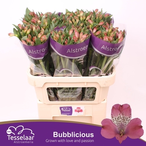 Alstroemeria Bubblicious