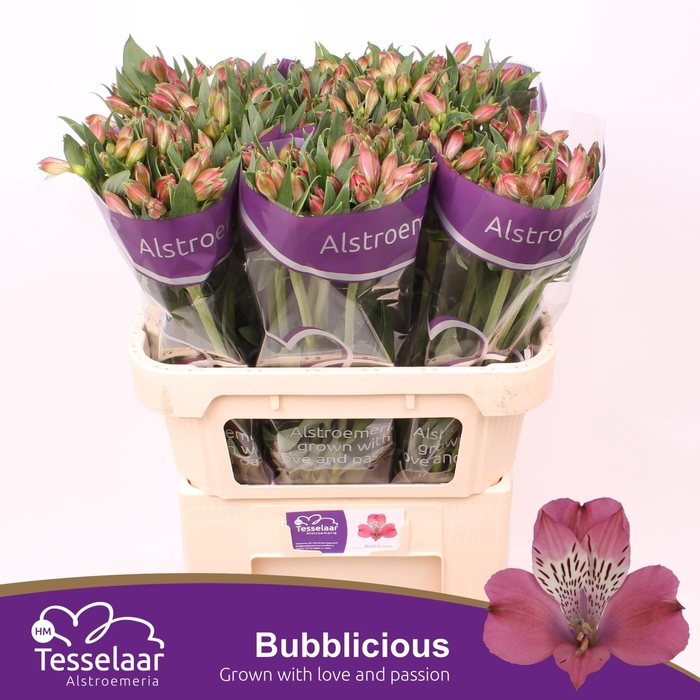 <h4>Alstroemeria Bubblicious</h4>