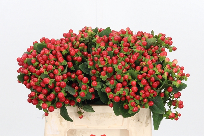 <h4>Hyp Tomato Flair</h4>