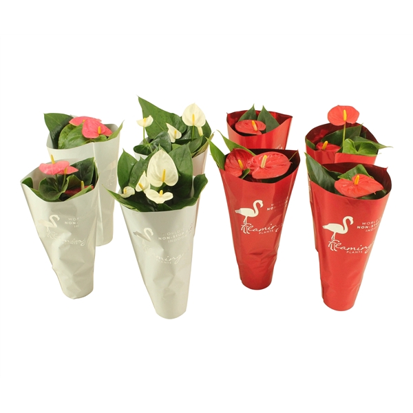 <h4>Anthurium Flamingomix in sierhoes 9cm</h4>