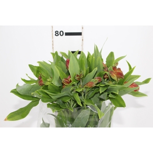 ALSTROEMERIA CINNAMON 080 CM
