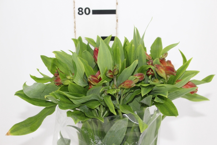 <h4>ALSTROEMERIA CINNAMON 080 CM</h4>