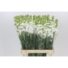 Matthiola Iron White