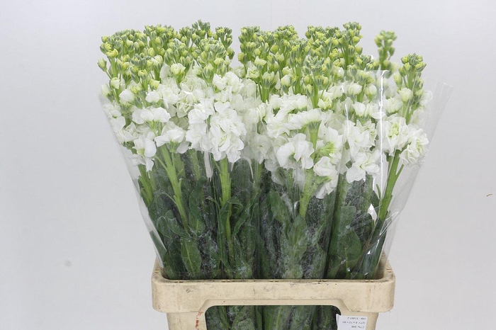 <h4>Matthiola Iron White</h4>