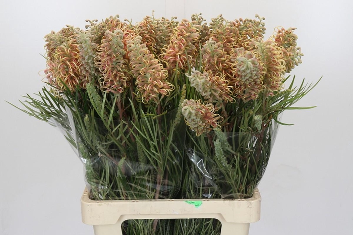 <h4>Grevillea Cal Gem</h4>