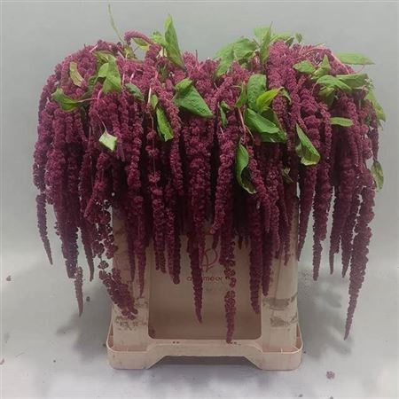 <h4>Amar Ca Red Cord</h4>