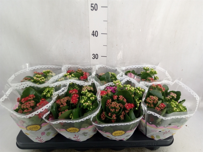 <h4>Kalanchoe blos.   ..rosebud mix/pot</h4>