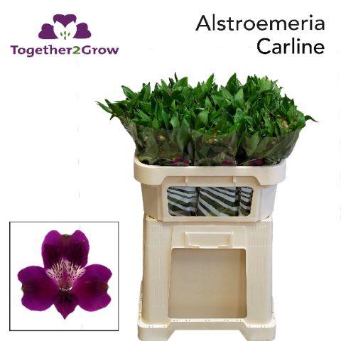 <h4>ALSTR CARLINE</h4>