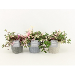 Tradescantia Quadricolor in Gaia pot