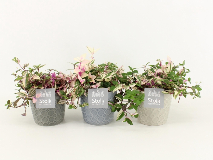 <h4>Tradescantia Quadricolor in Gaia pot</h4>