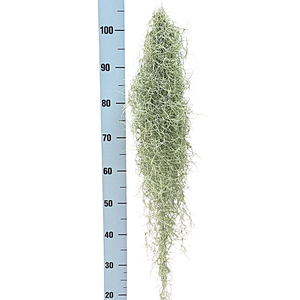 Tillandsia usneoides grey XL