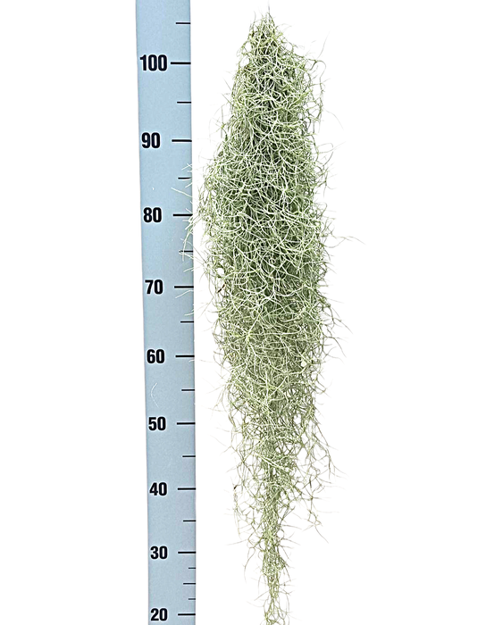 <h4>Tillandsia usneoides grey XL</h4>