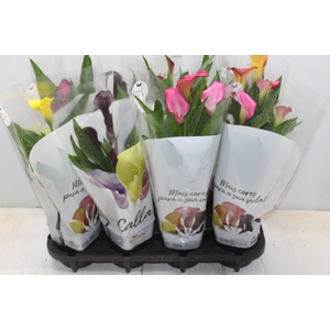 CALLA COLORIDA P14