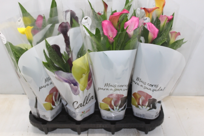 <h4>CALLA COLORIDA P14</h4>