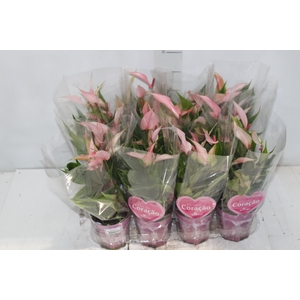 ANTHURIUM LILLI P09 PREMIUM