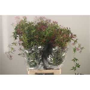 Jasmijnranken Per Bunch