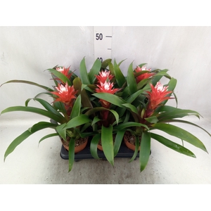 Guzmania  'Hope'