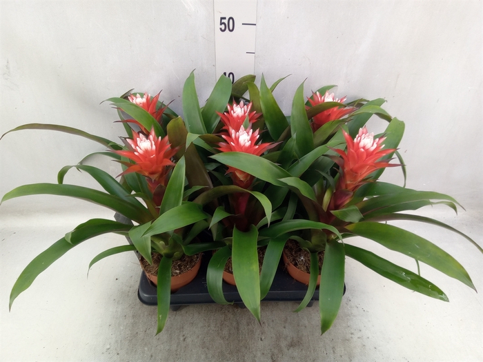 Guzmania  'Hope'