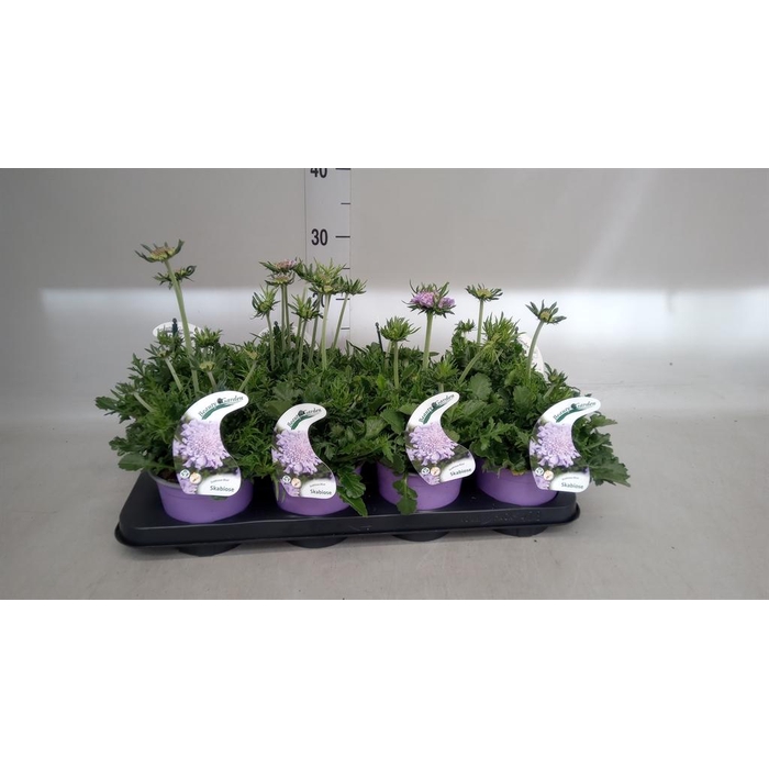 <h4>Scabiosa columb.</h4>