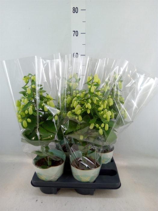 <h4>Kalanchoe  'Magic Bell'</h4>