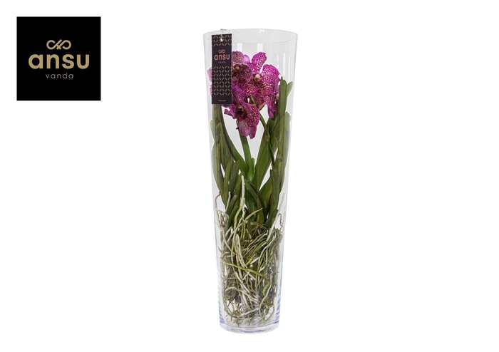 <h4>Vanda Lisanne 70 Pink/Cerise/Fuchsia</h4>