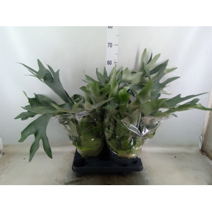 Platycerium bifurc.