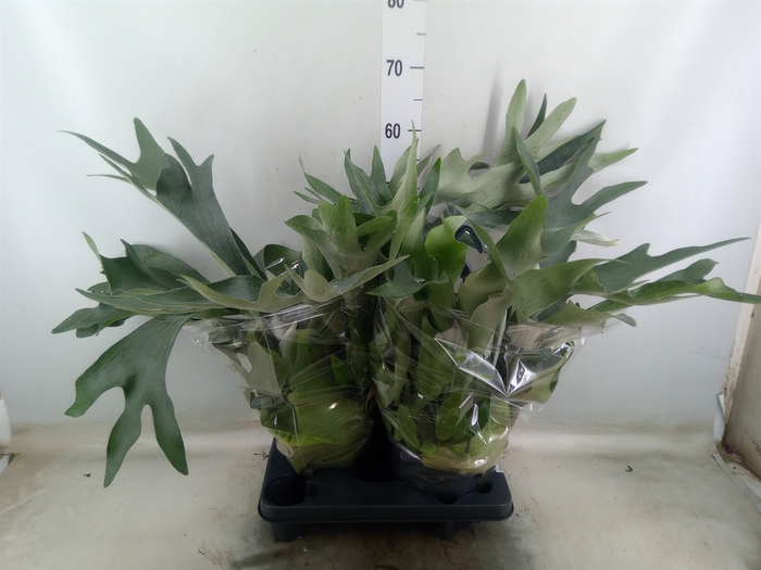 <h4>Platycerium bifurc.</h4>