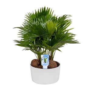 Livistona in Andorra 3 pp white Asp Lucht Zuiverend