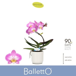 Balletto Spinturn 1 spike in Lazio White