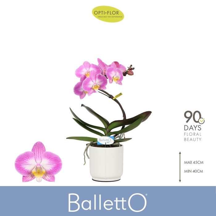 <h4>Balletto Spinturn 1 spike in Lazio White</h4>
