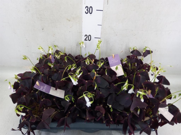 <h4>Oxalis trian.</h4>